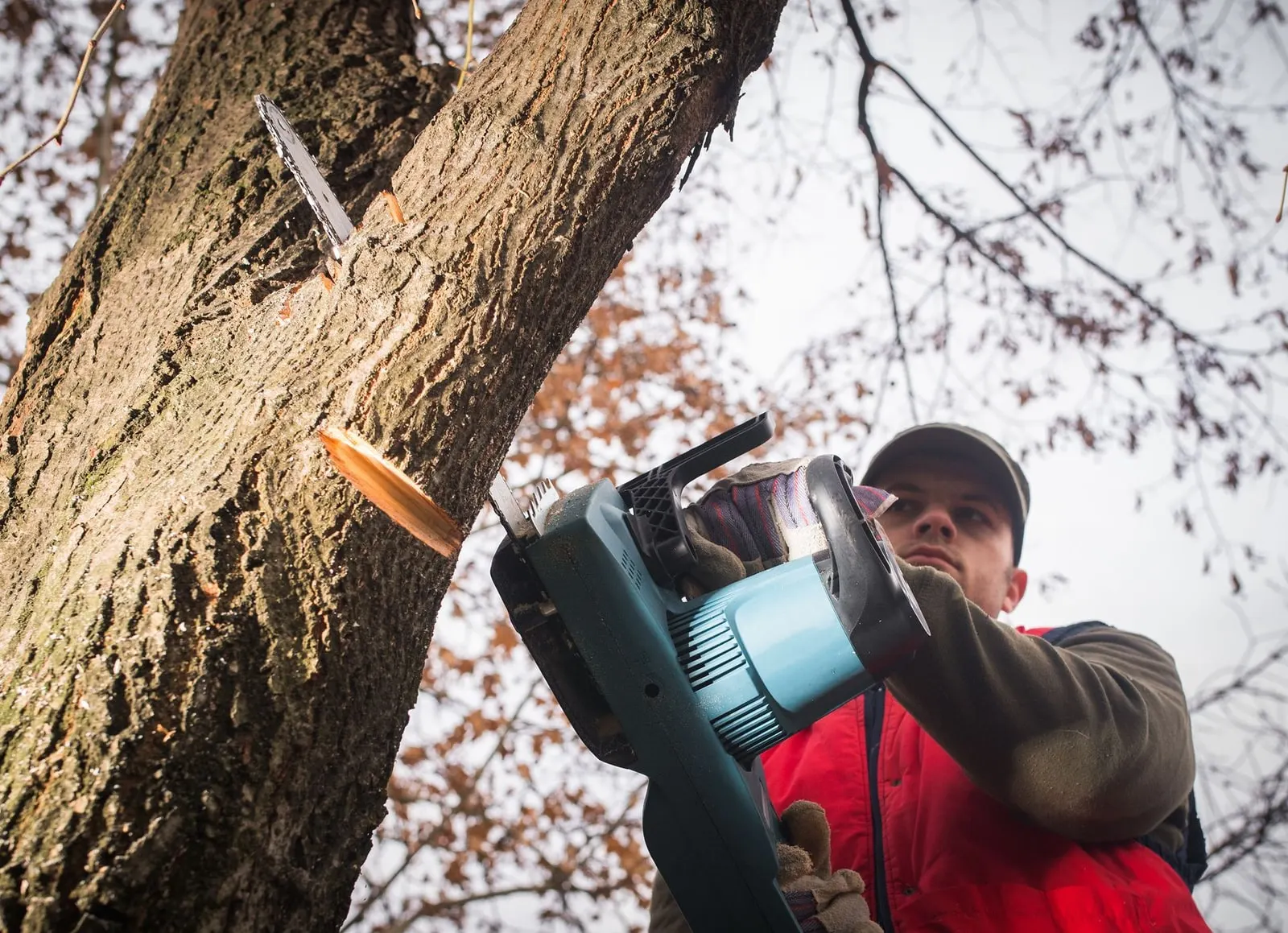 A tree worker cutting through a large trunk with a chainsaw during a removal