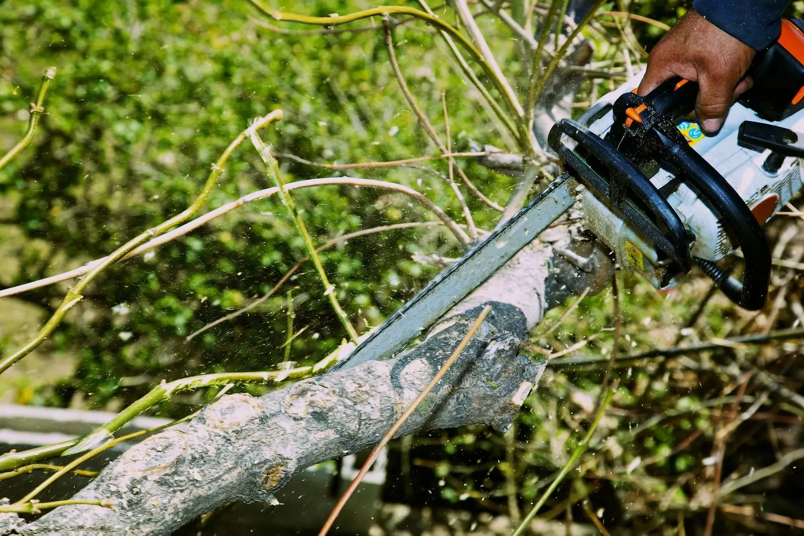A crew member cutting a single branch back to the collar with a chainsaw