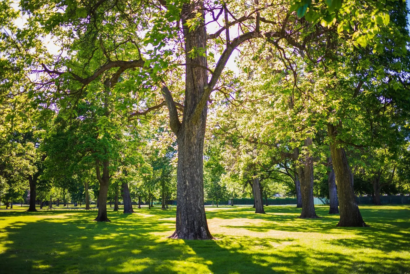 Mature shade trees spread across an open green park lawn