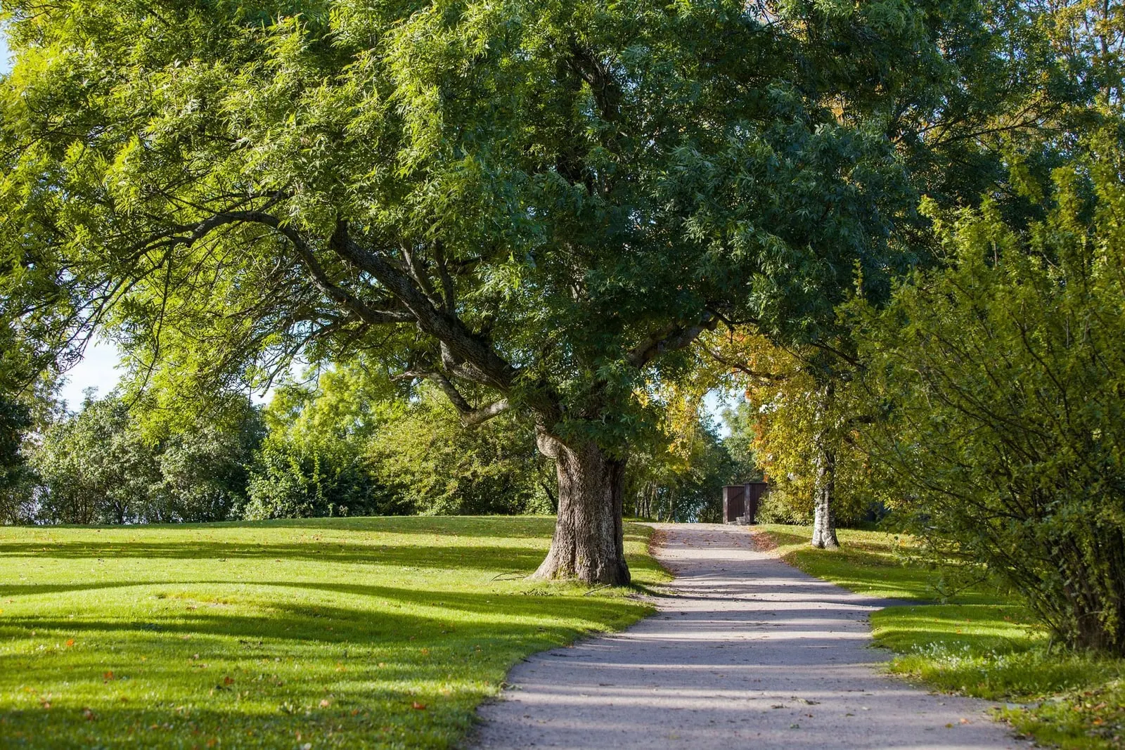 A clear, well-kept property with healthy mature trees and an open path