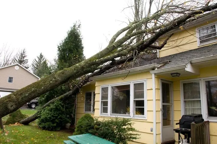 A large tree brought down across the roof of a single storey house after a storm