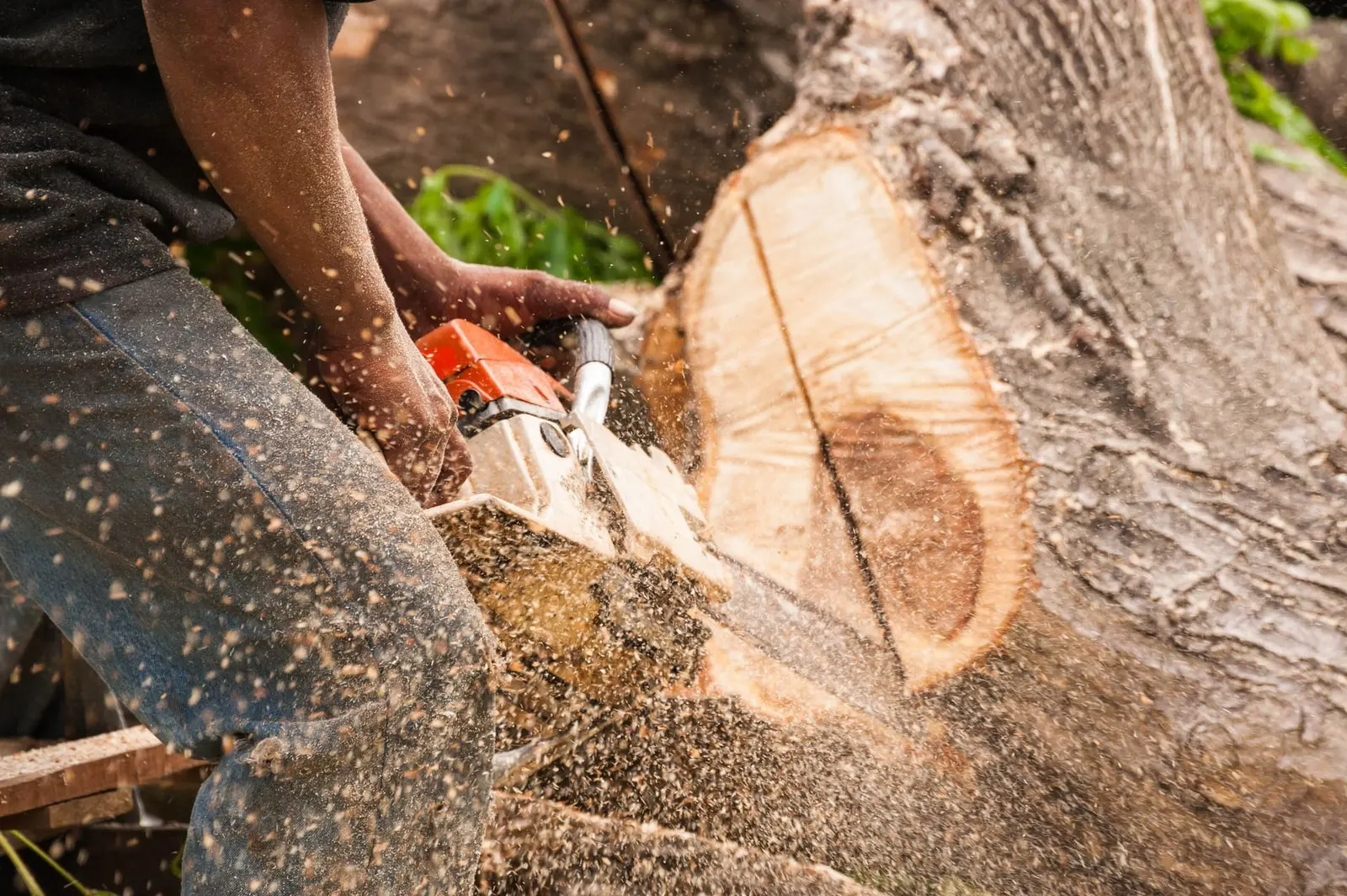 A chainsaw cutting a felled trunk into manageable sections for removal