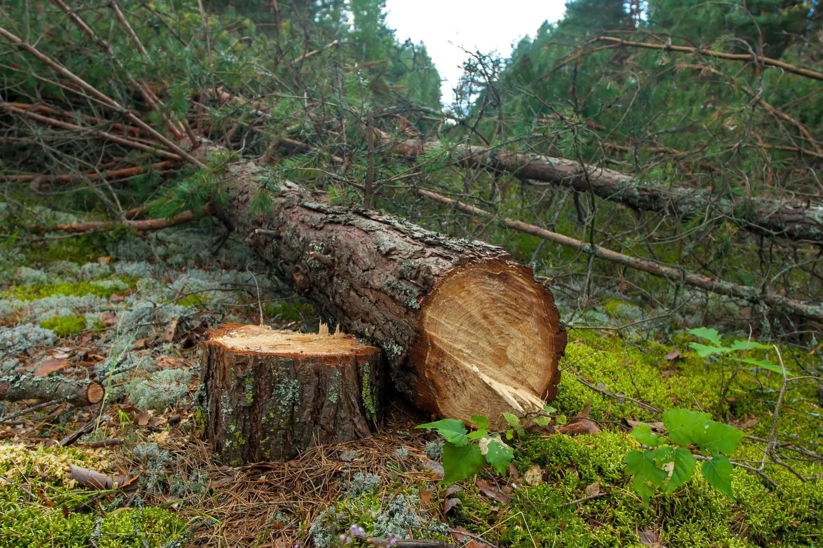 A felled tree beside the freshly cut stump it was removed from