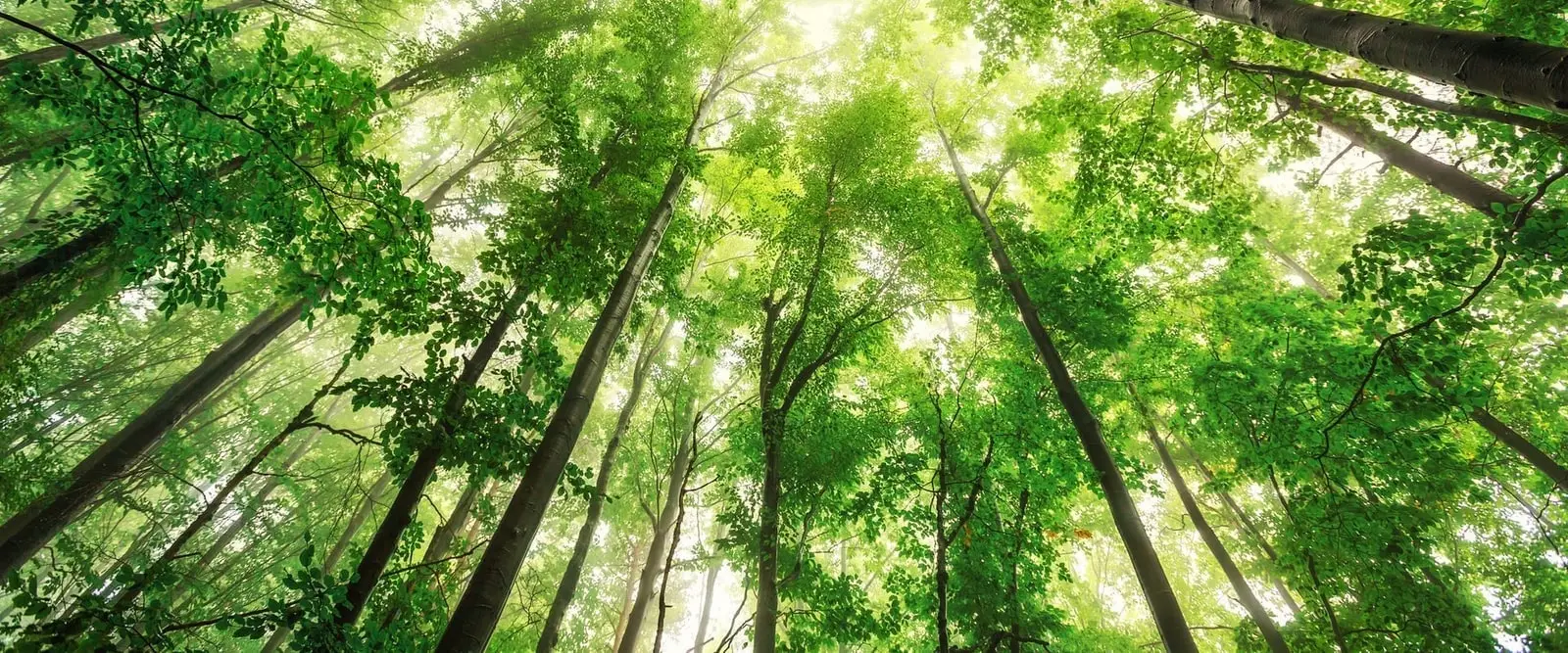 Looking up into a healthy green tree canopy with sunlight through the leaves