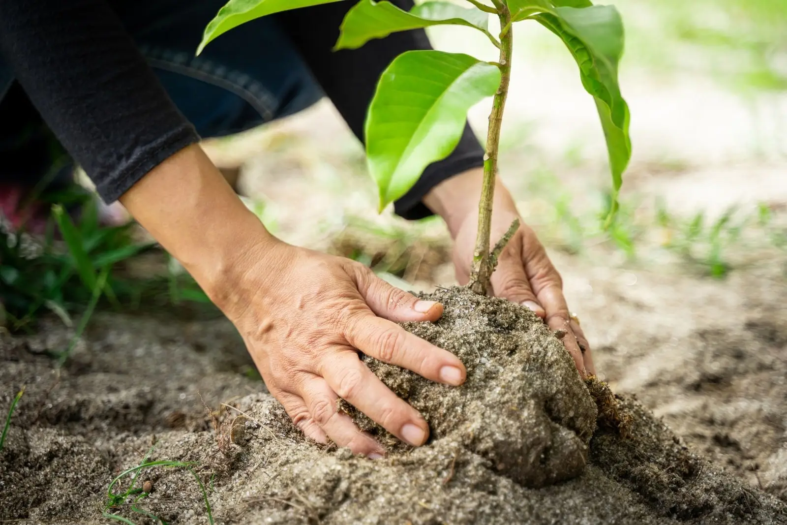 Hands firming soil around a young tree being planted